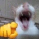 The pointing and laughing cat but its susie v0 ql6xq2yrjbqe1