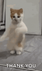 Dancing cat dance