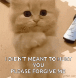 Kitten love Kitten love