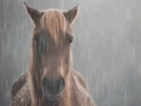 Horse in rain sad horse