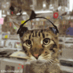 cat-music.gif