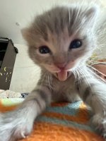 2fc3a0d43b464b94ec0b4e1272b790d4 1