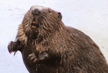 Обыкновенный_бобр_(Castor_fiber),_Покровское-Стрешнево.jpg