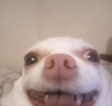 1733912026447
