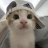 soda_52