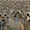 CatShotik
