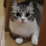 Макс Илон